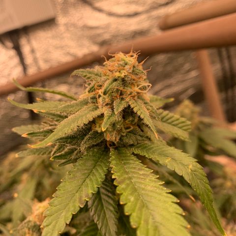 Indoor growlog timeline photo