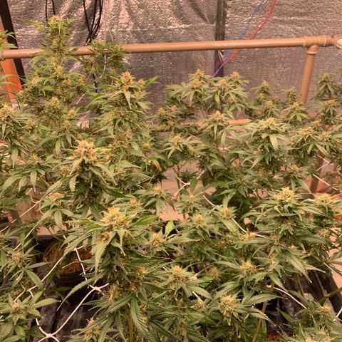 Indoor growlog timeline photo