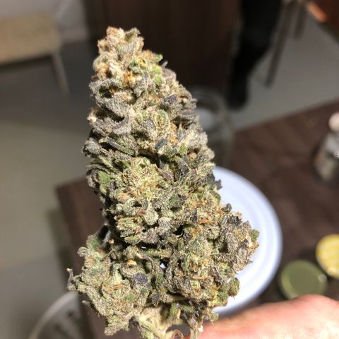 Indoor growlog timeline photo