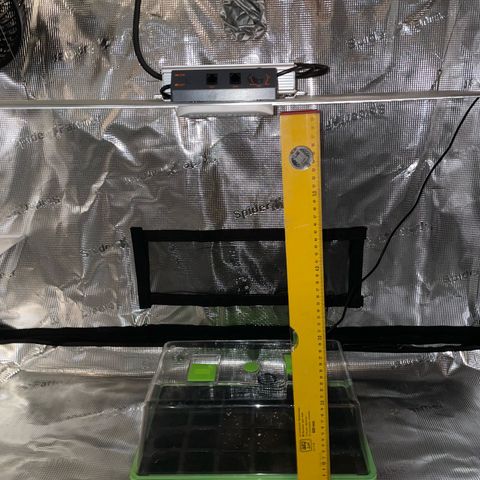 Jamaican Dream growlog photo: Sämlinge in BioBizz Lightmix eingepflanzt und mit Wasser besprüht