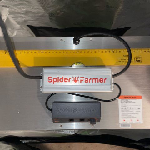 Jamaican Dream growlog photo: Sämlinge in BioBizz Lightmix eingepflanzt und mit Wasser besprüht