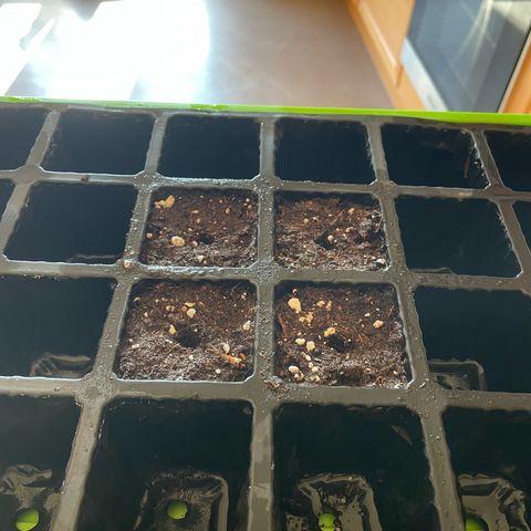 Jamaican Dream growlog photo: Sämlinge in BioBizz Lightmix eingepflanzt und mit Wasser besprüht