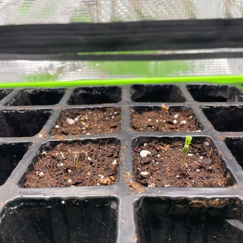 Jamaican Dream growlog timeline photo