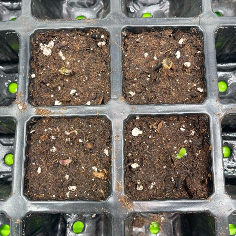 Jamaican Dream growlog timeline photo