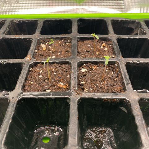 Jamaican Dream growlog timeline photo