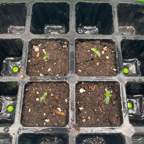 Jamaican Dream growlog timeline photo