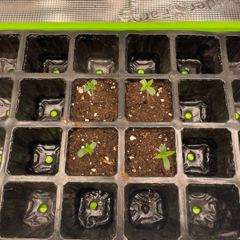 Jamaican Dream growlog photo: 22grad 09:00
68% Luftfeuchtigkeit