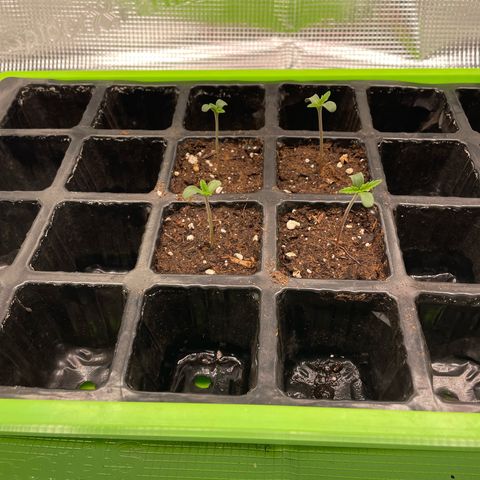 Jamaican Dream growlog photo: 22grad 09:00
68% Luftfeuchtigkeit
