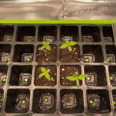 Jamaican Dream growlog timeline photo