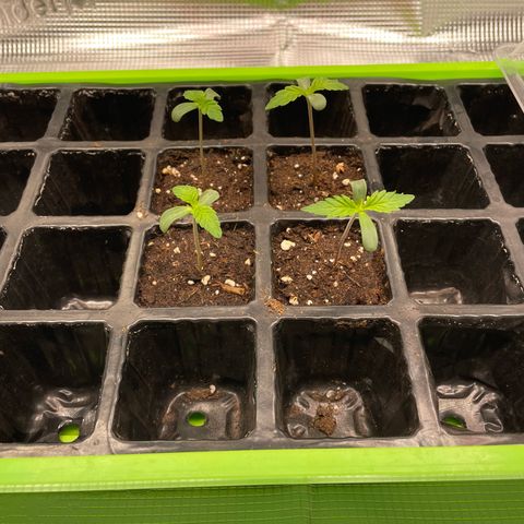 Jamaican Dream growlog timeline photo