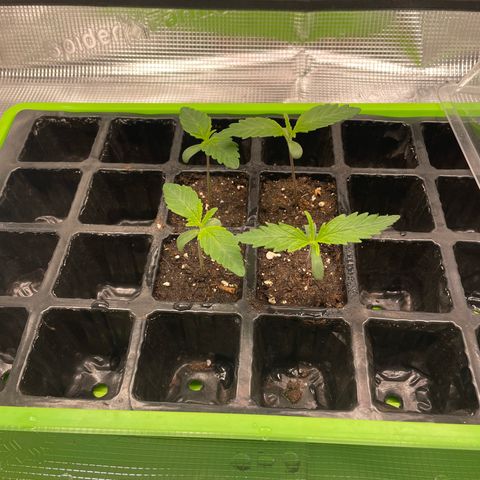 Jamaican Dream growlog timeline photo