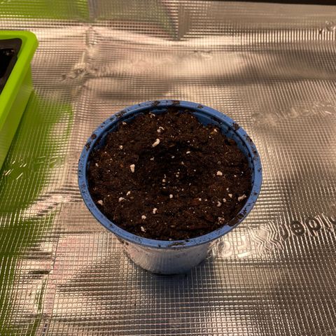 Jamaican Dream growlog timeline photo