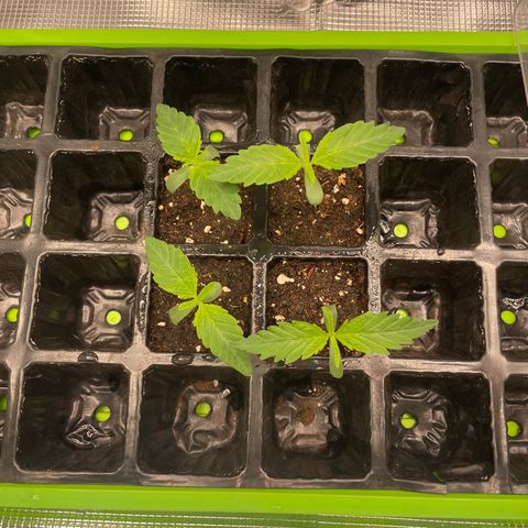 Jamaican Dream growlog timeline photo