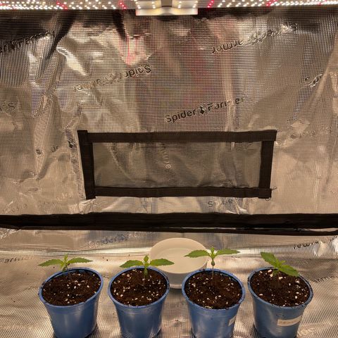 Jamaican Dream growlog timeline photo