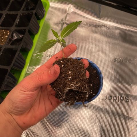 Jamaican Dream growlog timeline photo