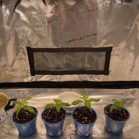 Jamaican Dream growlog timeline photo