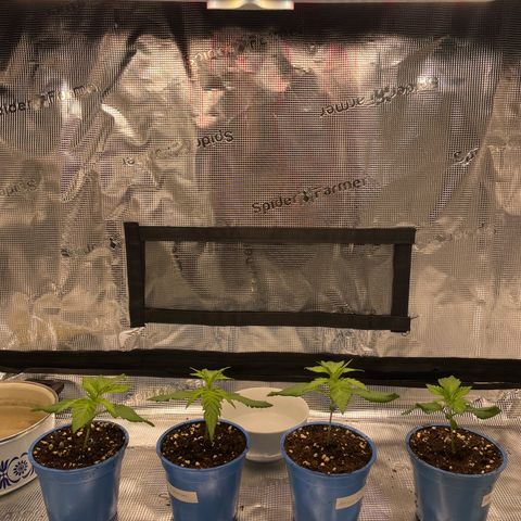 Jamaican Dream growlog timeline photo