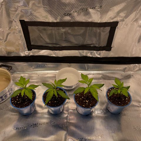 Jamaican Dream growlog timeline photo