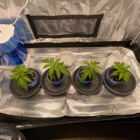 Jamaican Dream growlog timeline photo