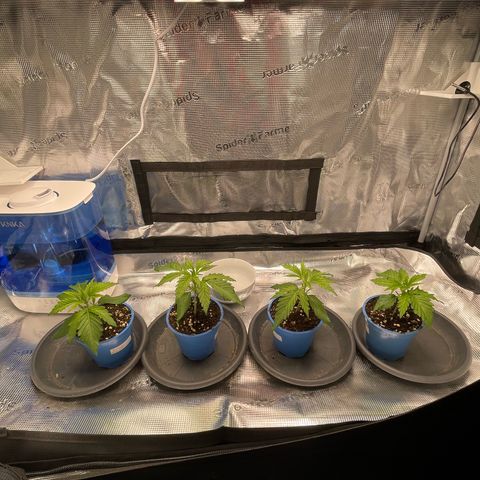 Jamaican Dream growlog timeline photo