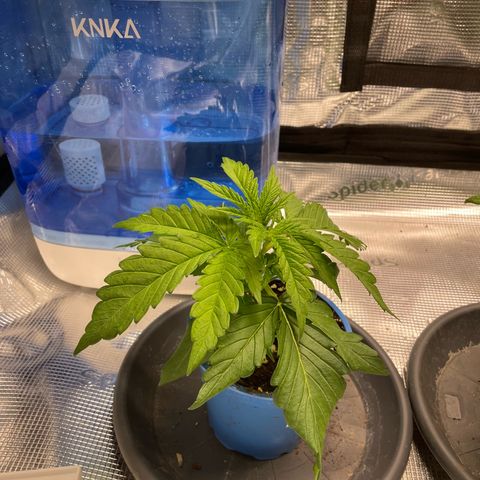 Jamaican Dream growlog timeline photo