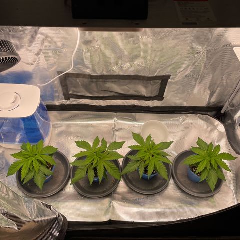 Jamaican Dream growlog timeline photo