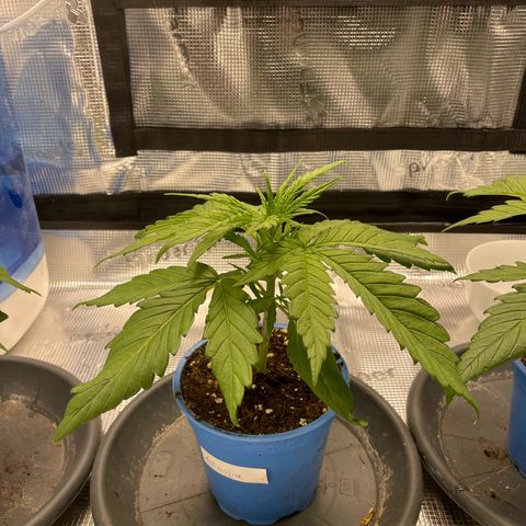 Jamaican Dream growlog timeline photo