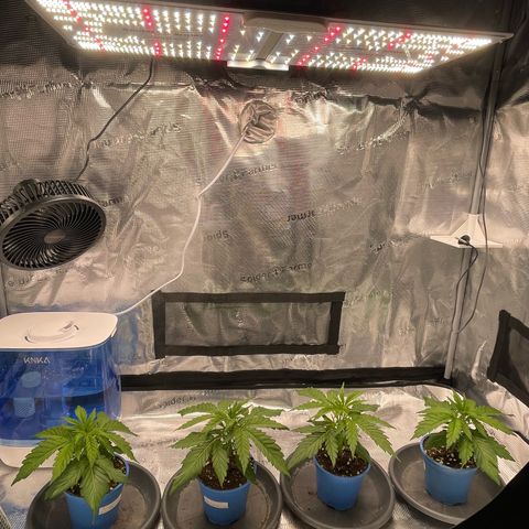 Jamaican Dream growlog timeline photo