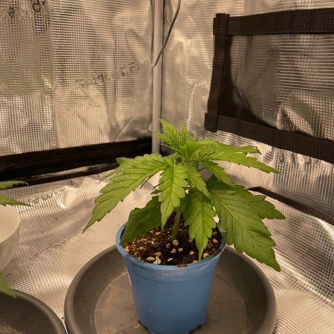 Jamaican Dream growlog timeline photo