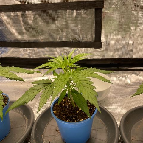 Jamaican Dream growlog timeline photo