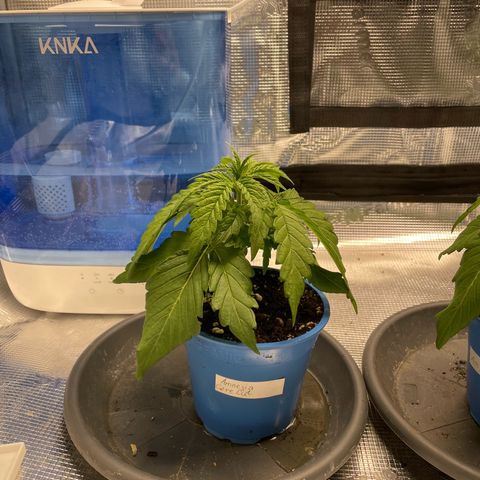 Jamaican Dream growlog photo: -Hängende und eingerollte Blätter
-hellere Flecken auf manchen Blättern

-vermutlich Wassermangel 
