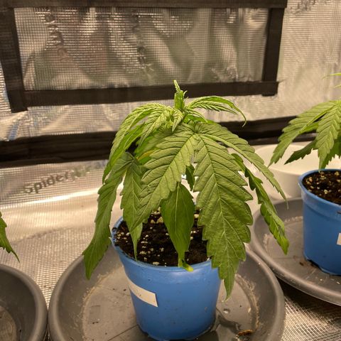 Jamaican Dream growlog photo: -Hängende und eingerollte Blätter
-hellere Flecken auf manchen Blättern

-vermutlich Wassermangel 
