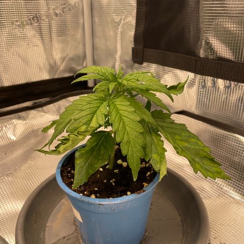 Jamaican Dream growlog photo: -Hängende und eingerollte Blätter
-hellere Flecken auf manchen Blättern

-vermutlich Wassermangel 
