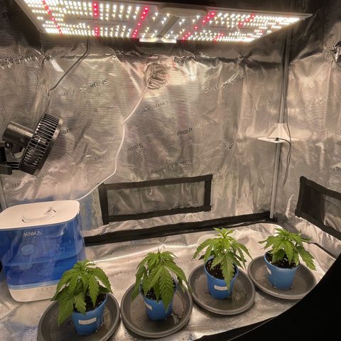 Jamaican Dream growlog photo: -Hängende und eingerollte Blätter
-hellere Flecken auf manchen Blättern

-vermutlich Wassermangel 
