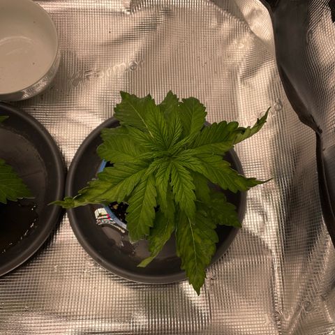 Jamaican Dream growlog photo: -Hängende und eingerollte Blätter
-hellere Flecken auf manchen Blättern

-vermutlich Wassermangel 

