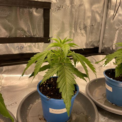Jamaican Dream growlog photo: -Hängende und eingerollte Blätter
-hellere Flecken auf manchen Blättern

-vermutlich Wassermangel 
