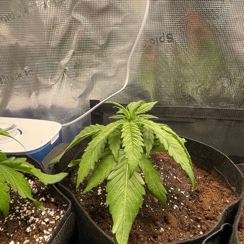 Jamaican Dream growlog timeline photo