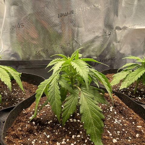Jamaican Dream growlog timeline photo