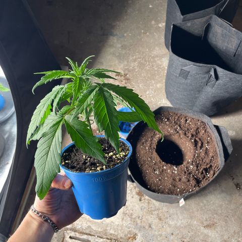 Jamaican Dream growlog timeline photo