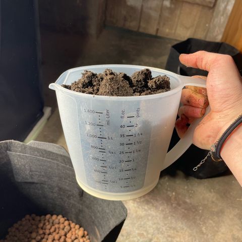 Jamaican Dream growlog timeline photo