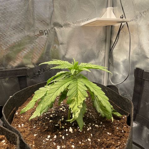 Jamaican Dream growlog timeline photo