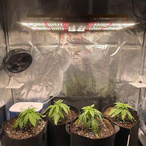 Jamaican Dream growlog timeline photo