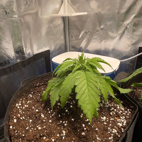 Jamaican Dream growlog timeline photo