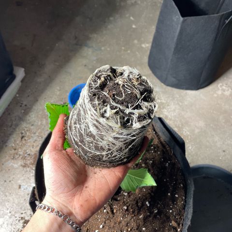 Jamaican Dream growlog timeline photo