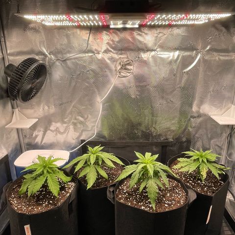 Jamaican Dream growlog timeline photo
