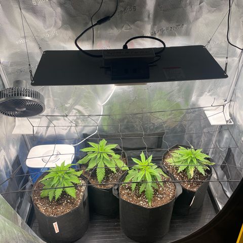 Jamaican Dream growlog photo: Scrog Netz installiert 