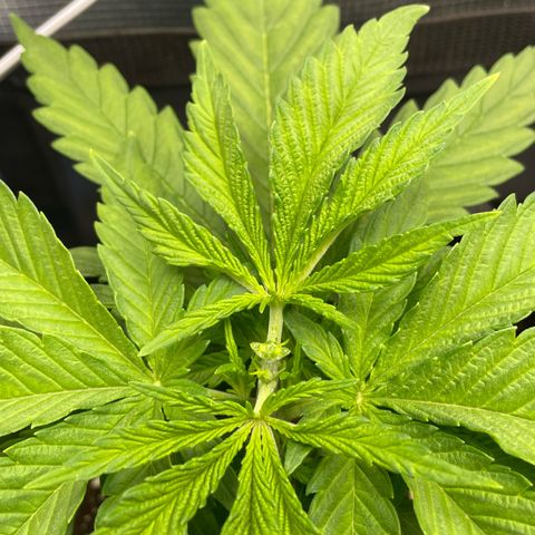 Jamaican Dream growlog timeline photo