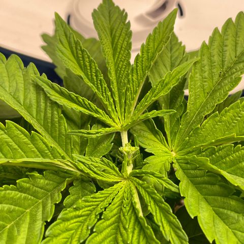 Jamaican Dream growlog timeline photo