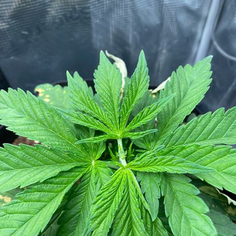Jamaican Dream growlog timeline photo