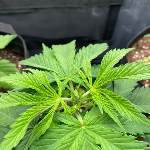Jamaican Dream growlog timeline photo